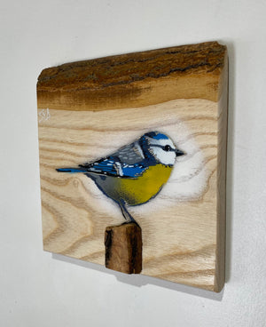 Blue Tit  'Spring Time' on Ash barky wood from the UK size 18 x 18cm - Signed limited edition artwork