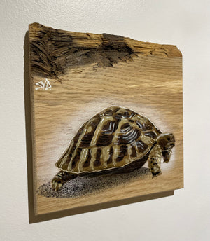 Tortoise 'Shelby' Number 3 on barky ash wood size 19 x 19 cm