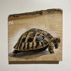 Tortoise 'Shelby' Number 2 on barky ash wood size 18 x 18 cm