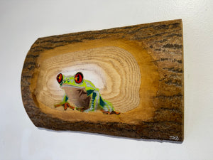 Tree Frog Brand New Artwork fro 2025 on Barky Ash log - Number 44 - 28 x 12cm - Frog in a log!!