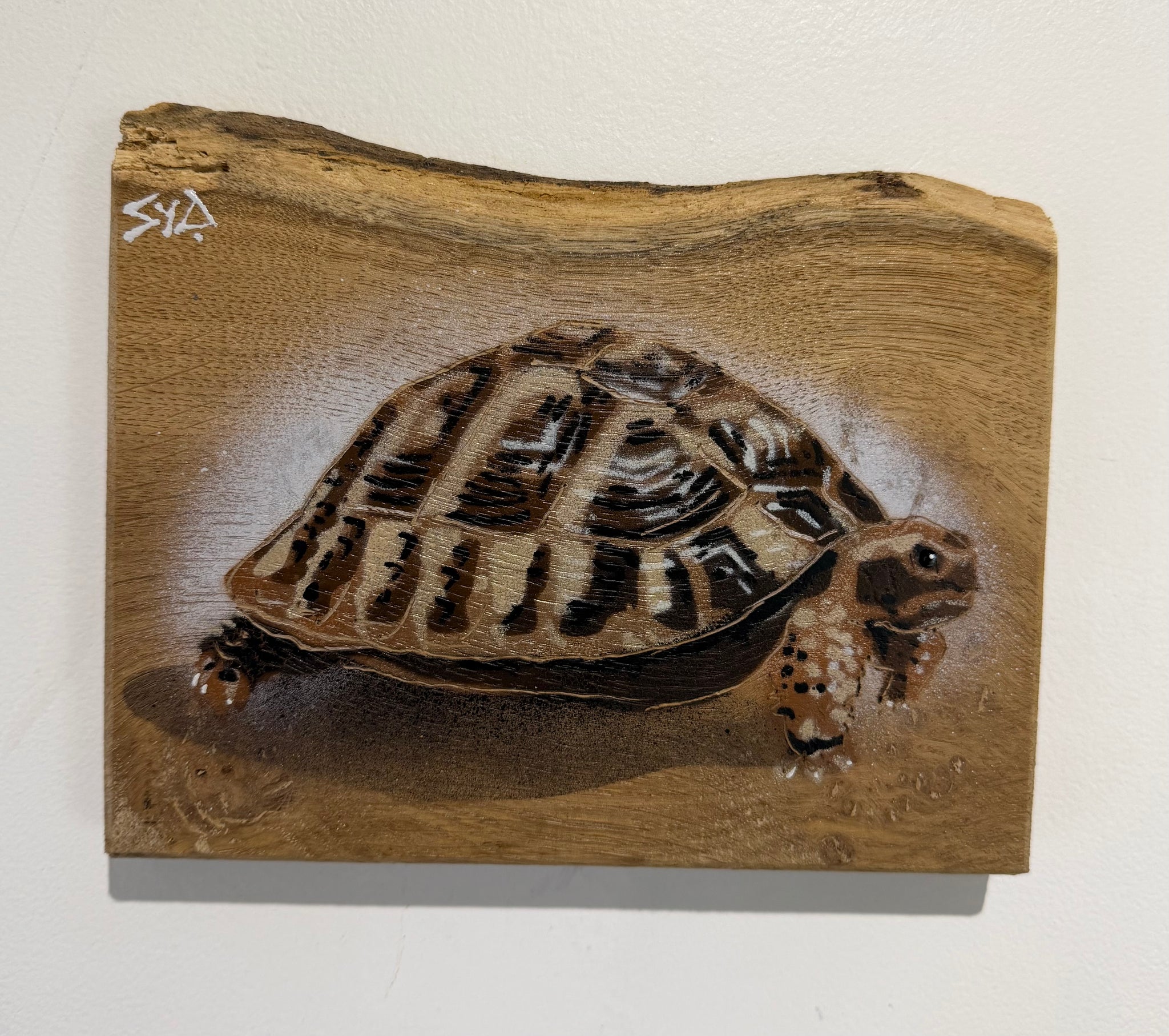 Tortoise 'Shelby' on Elm wood size 19 x 15cm - Limited Edition Artwork