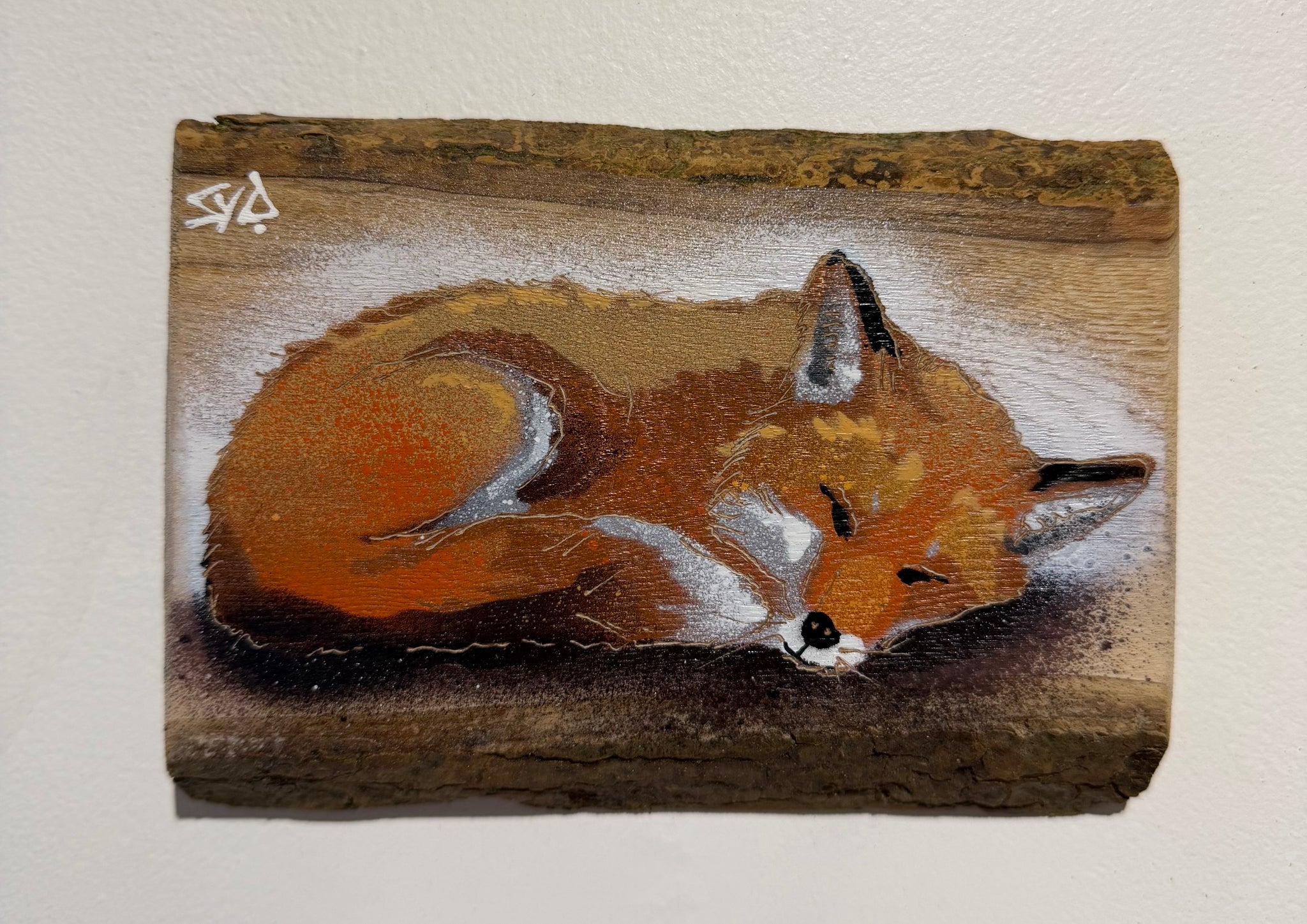 Snoozey Fox - New for 2026 on barky ash wood - Number 4 - Size 16 x 12cm