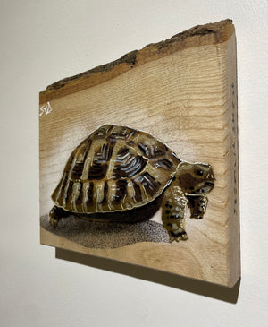 Tortoise 'Shelby' Number 2 on barky ash wood size 18 x 18 cm