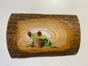 Tree Frog Brand New Artwork fro 2025 on Barky Ash log - Number 44 - 28 x 12cm - Frog in a log!!