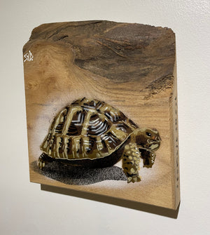 Tortoise 'Shelby' Number 1 on Elm wood size 18 x 21cm