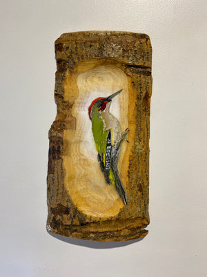 Woodpecker ‘Green’ - Number 1 - New for 2025 on barky Ash wood from signed limited edition - 24 x 26cm