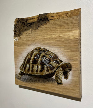 Tortoise 'Shelby' Number 3 on barky ash wood size 19 x 19 cm