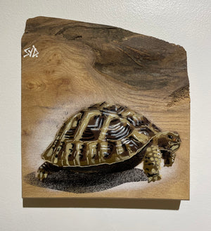 Tortoise 'Shelby' Number 1 on Elm wood size 18 x 21cm