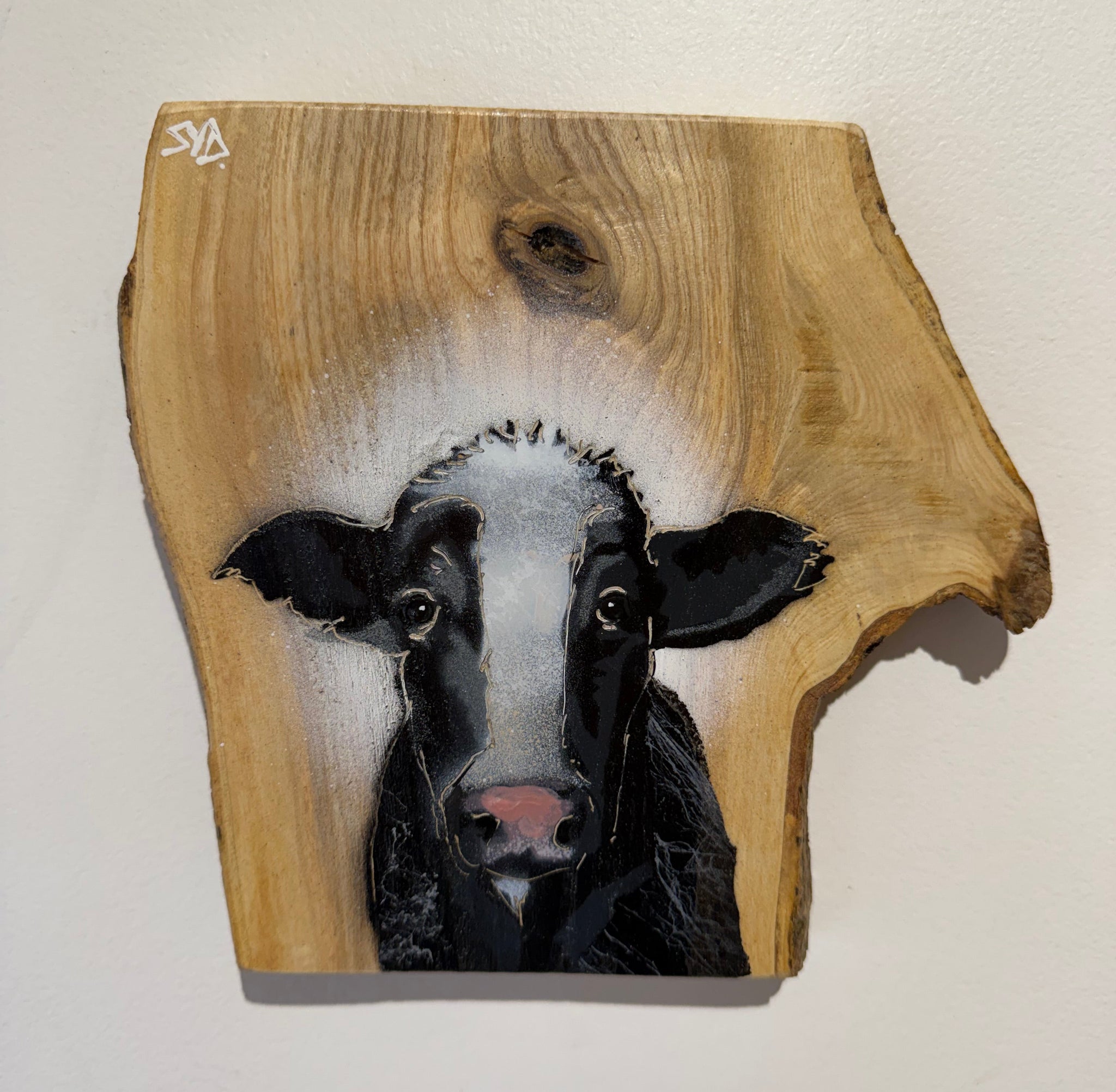 Curious Cow - New for 2026 - Number 1 from Signed limited edition art spray painted on Ash wood size 19 x 20cm