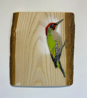 Woodpecker ‘Green’ - New for 2025 on barky Ash wood from signed limited edition - 22 x 25cm