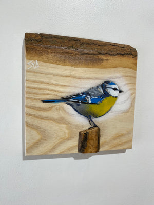 Blue Tit  'Spring Time' on Ash barky wood from the UK size 18 x 18cm - Signed limited edition artwork