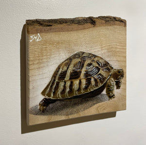 Tortoise 'Shelby' Number 2 on barky ash wood size 18 x 18 cm