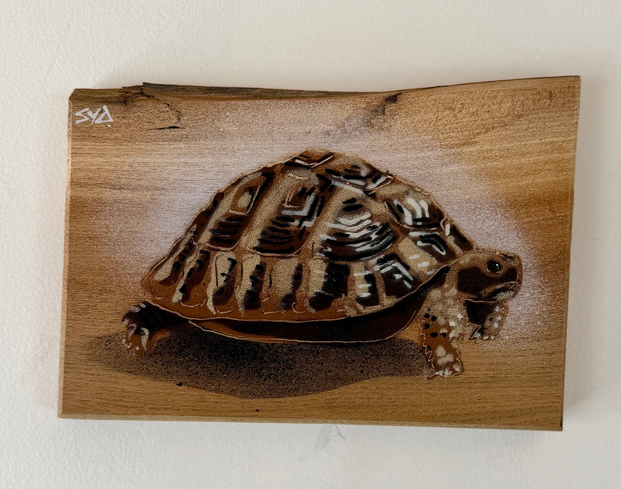 Tortoise 'Shelby' artwork on Elm wood from the UK size 20 x 14 cm