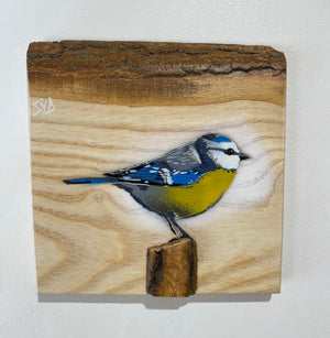 Blue Tit  'Spring Time' on Ash barky wood from the UK size 18 x 18cm - Signed limited edition artwork