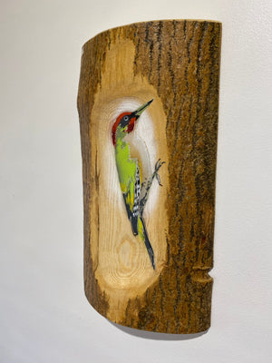 Woodpecker ‘Green’ - New for 2025 on barky log Ash wood from signed limited edition - 21 x 36cm