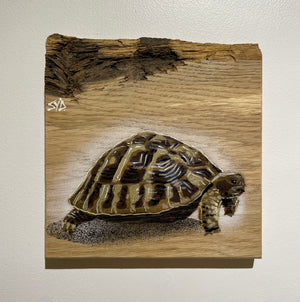 Tortoise 'Shelby' Number 3 on barky ash wood size 19 x 19 cm