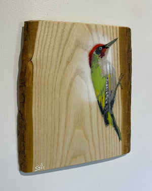 Woodpecker ‘Green’ - New for 2025 on barky Ash wood from signed limited edition - 22 x 25cm