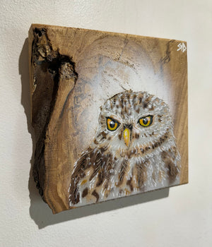 Little Owl - New for 2024 - Elm Wood size 15 x 15cm