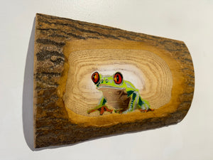 Tree Frog Brand New Artwork fro 2025 on Barky Ash log - Number 44 - 28 x 12cm - Frog in a log!!