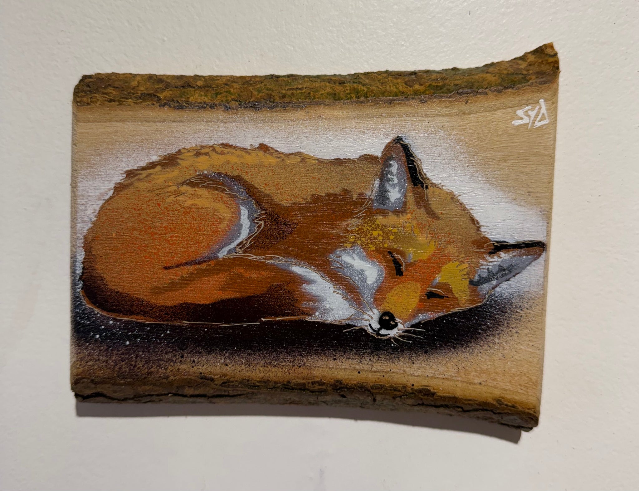 Snoozey Fox - New for 2026 on barky ash wood - Number 2 - Size 15 x 13cm