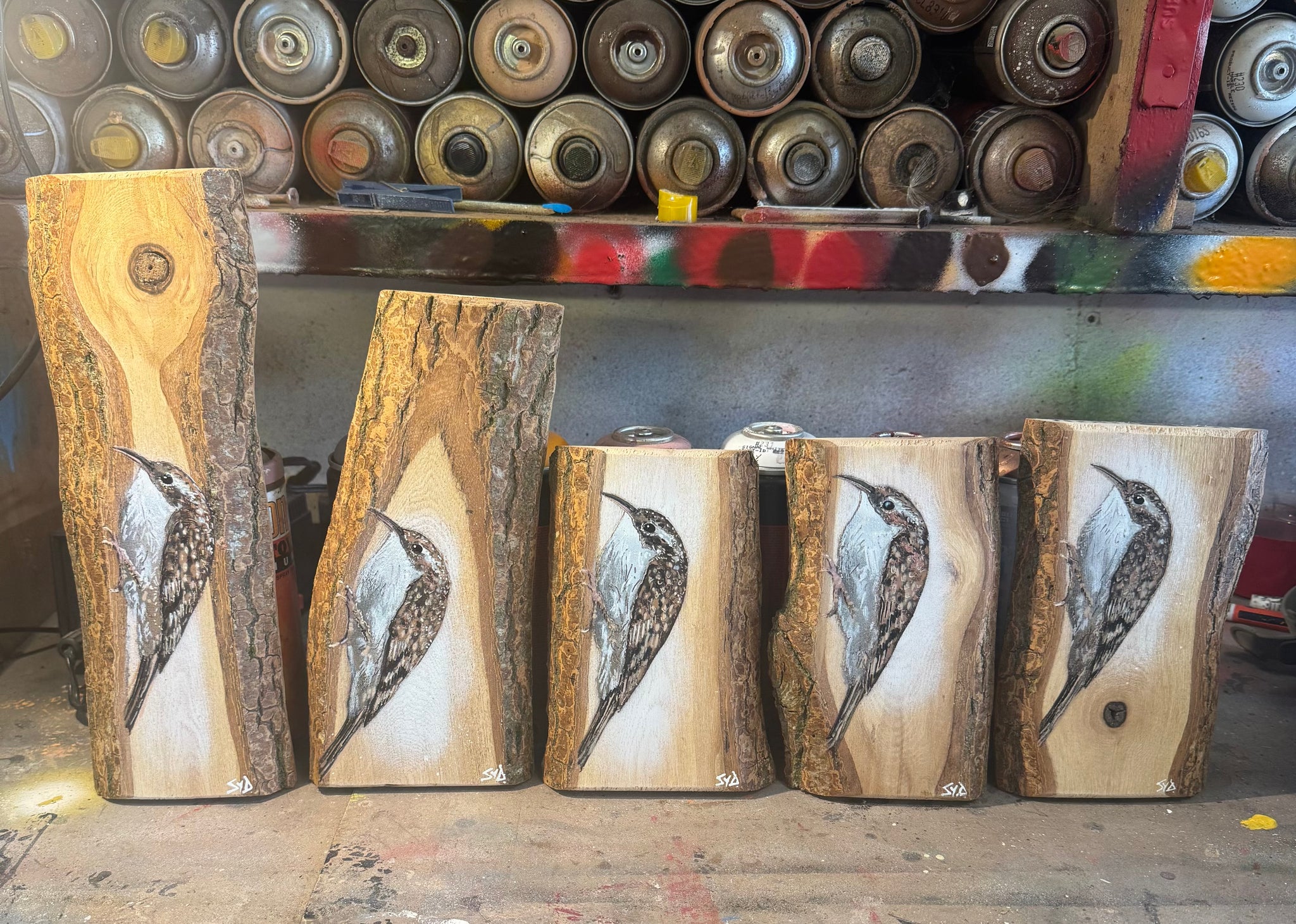 Treecreepers on barky ash wood - Group as discussed