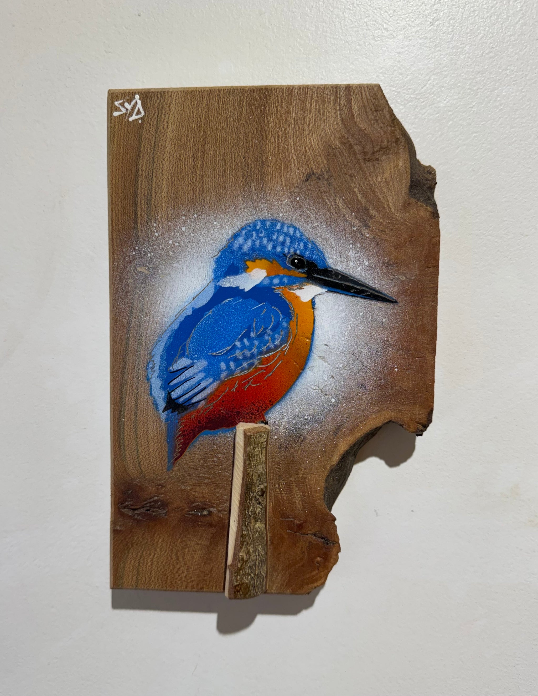 Kingfisher ‘Little Splash’ New for 2026 on Elm wood - Number 1 - Signed Limited Edition Artwork size 15 x 17cm