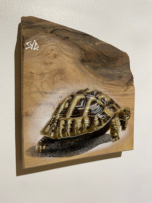 Tortoise 'Shelby' Number 1 on Elm wood size 18 x 21cm