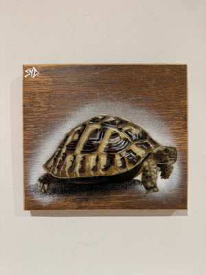 Tortoise 'Shelby' Number 12 on Upcycled oak wood (with authentic hinge!) size 19 x 17cm