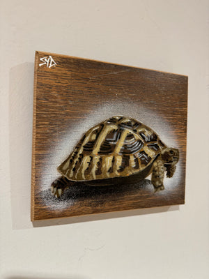 Tortoise 'Shelby' Number 12 on Upcycled oak wood (with authentic hinge!) size 19 x 17cm