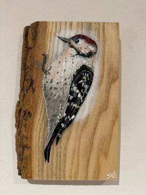 Woodpecker ‘Woody’ 2023 on barky Ash wood - signed limited edition - 15 x 22cm