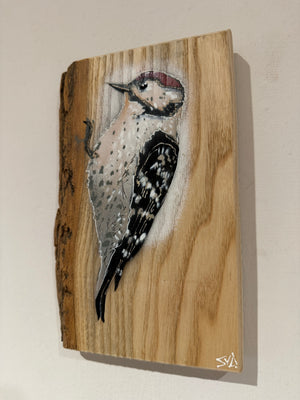 Woodpecker ‘Woody’ 2023 on barky Ash wood - signed limited edition - 15 x 22cm