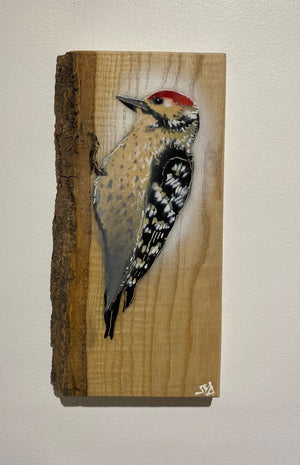 Woodpecker ‘Woody’ 2023 on barky Ash wood - signed limited edition - 12 x 25cm