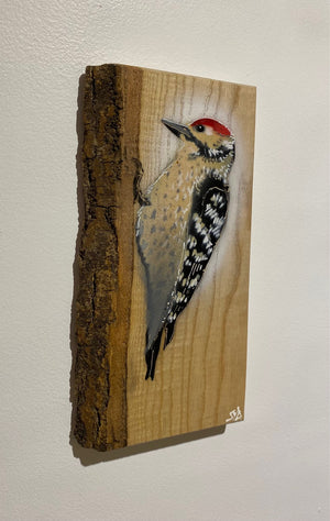 Woodpecker ‘Woody’ 2023 on barky Ash wood - signed limited edition - 12 x 25cm