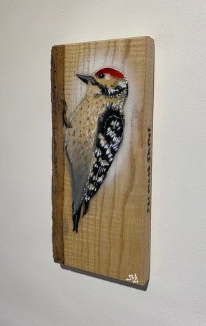 Woodpecker ‘Woody’ 2023 on barky Ash wood - signed limited edition - 12 x 25cm