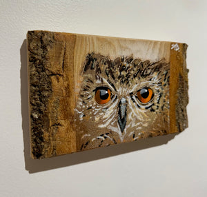 'Shy Guy' Owl artwork new for Christmas 2024 on very barky ash wood - Number 3 size 11 x 20cm