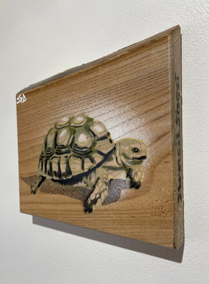 Tortoise 'Shelley' on Elm wood